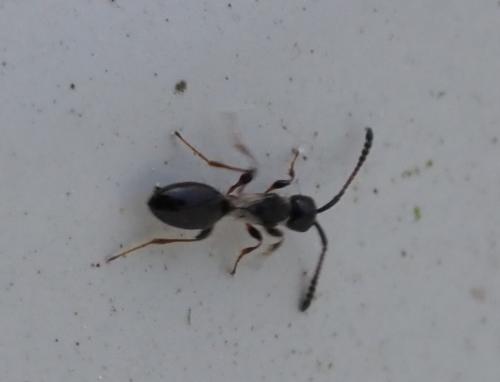 Aneuropria foersteri